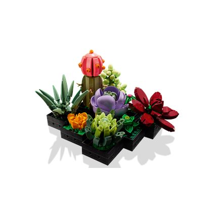 Succulents