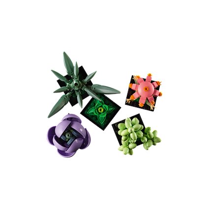 Succulents