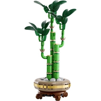 Lucky Bamboo