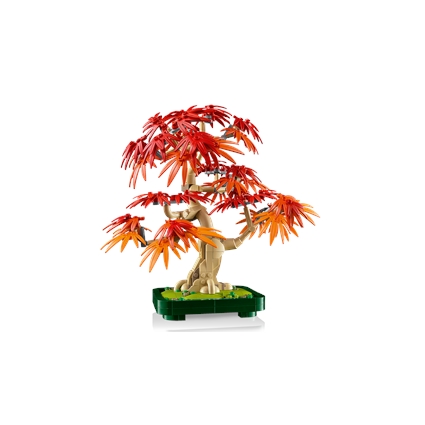 Japanese Red Maple Bonsai Tree