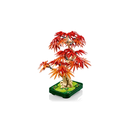 Japanese Red Maple Bonsai Tree