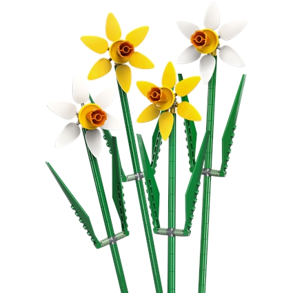 Narcisos