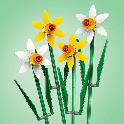 Narcisos