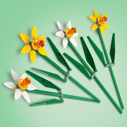 Narcisos