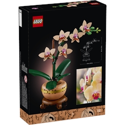 Orquídea em Miniatura