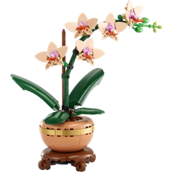 Orquídea em Miniatura