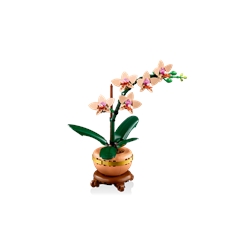 Orquídea em Miniatura