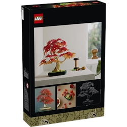 Japanese Red Maple Bonsai Tree