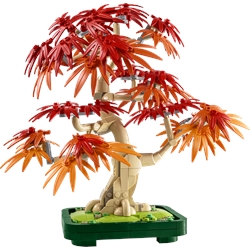 Japanese Red Maple Bonsai Tree