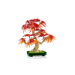 Japanese Red Maple Bonsai Tree
