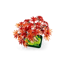 Japanese Red Maple Bonsai Tree