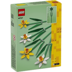 Narcisos