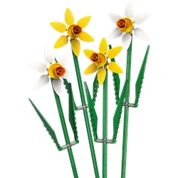 Narcisos