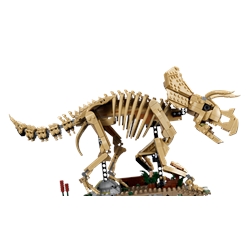 Fósseis de Dinossauros: Triceratops